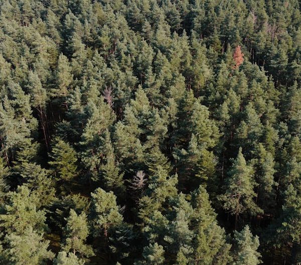 Comprendre le greenwashing : décryptage des pratiques trompeuses