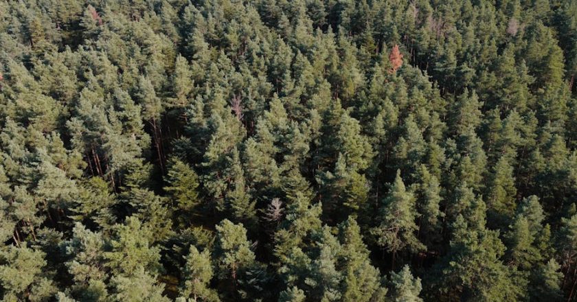 Comprendre le greenwashing : décryptage des pratiques trompeuses